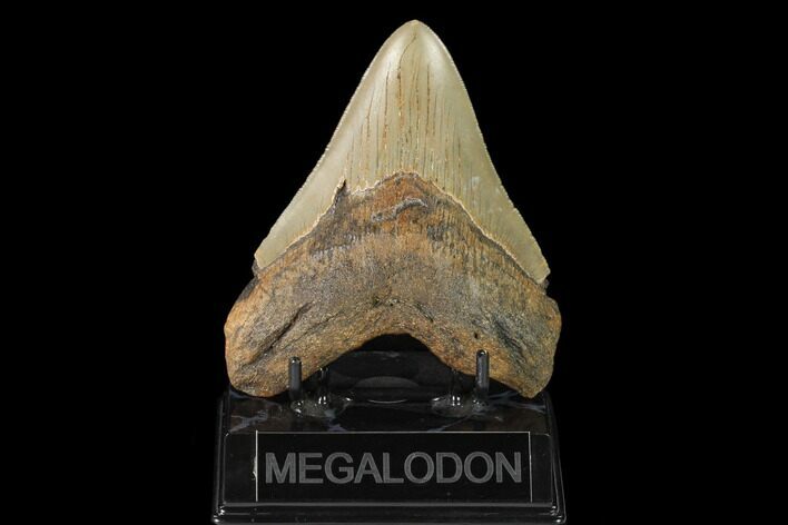Serrated, Fossil Megalodon Tooth - North Carolina #147487
